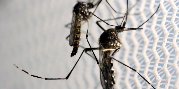 SP: Votuporanga decreta epidemia de dengue