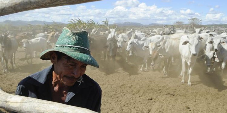 Vacinação contra aftosa será suspensa em seis estados e no DF