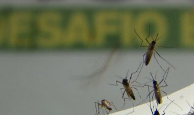 Brasil ultrapassa 500 mortes por dengue em 2022