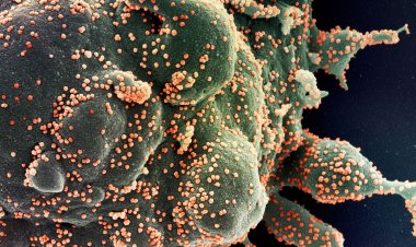 Fiocruz identifica subvariante BA.5.3.1 do coronavírus no Amazonas