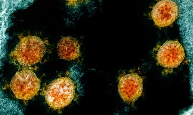 Butantan detecta sublinhagens da Ômicron em São Paulo e Ribeirão Preto