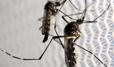 Casos de dengue aumentam em município paulista