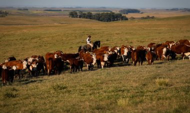 Vacinação contra febre aftosa é prorrogada até 17 de dezembro