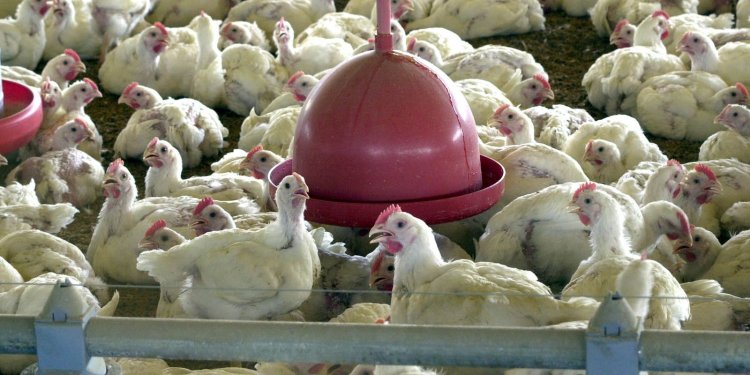Brasil reforça ações de biossegurança para prevenir gripe aviária