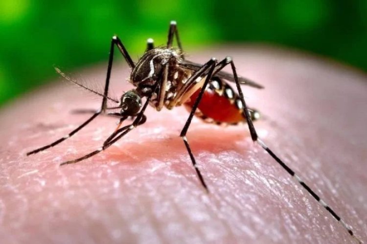 Ubá: Vigilância Epidemiológica divulga Boletim Informativo de Arboviroses - FEV/23