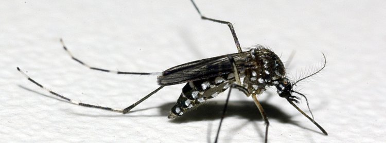 Dengue, chikungunya e zika: quando procurar ajuda?