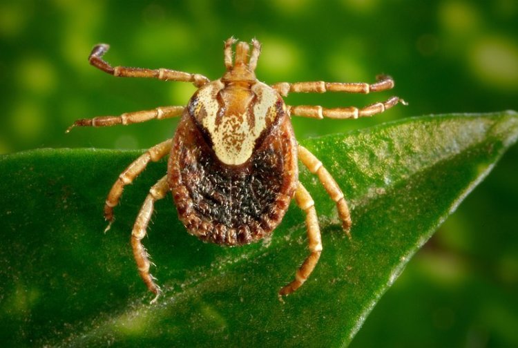 Febre maculosa: saiba mais sobre prevenção, sintomas e tratamento