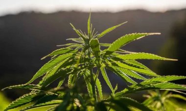 Vereador de Juiz de Fora propõe autorizar distribuição de medicamentos à base de cannabis