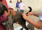Minas Gerais dá início à campanha de vacinação contra a raiva em cães e gatos