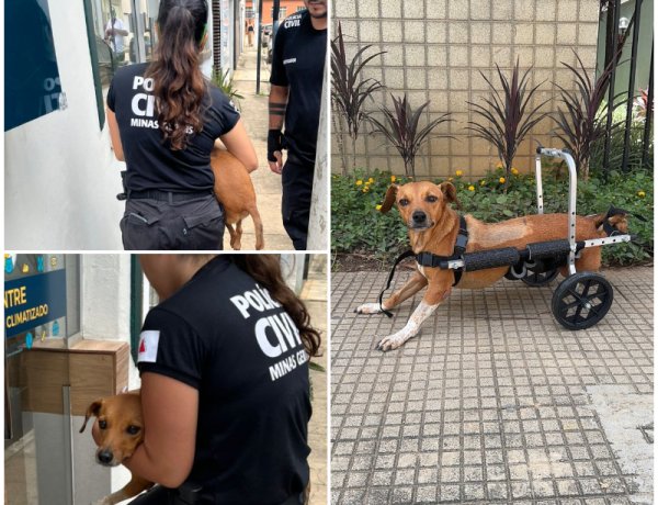 Polícia Civil resgata cadela paraplégica durante enchentes em Ubá