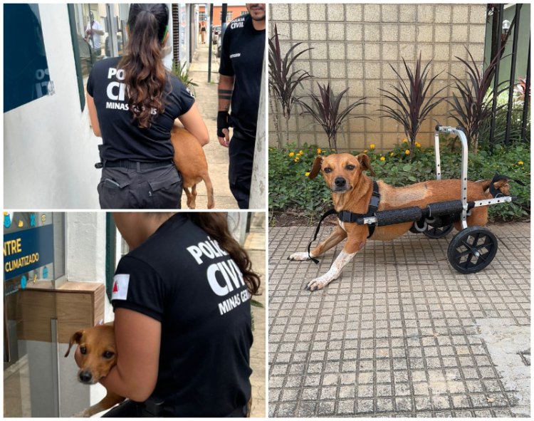 Polícia Civil resgata cadela paraplégica durante enchentes em Ubá
