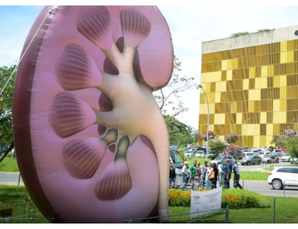 Dia Mundial do Rim: doenças renais são silenciosas e exigem atenção